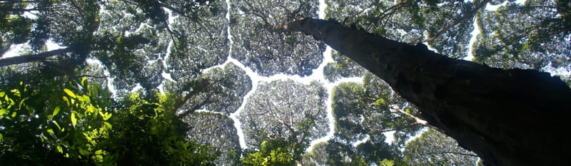 Coroa Tímida (Crown Shyness) um fenômeno incrível da natureza!