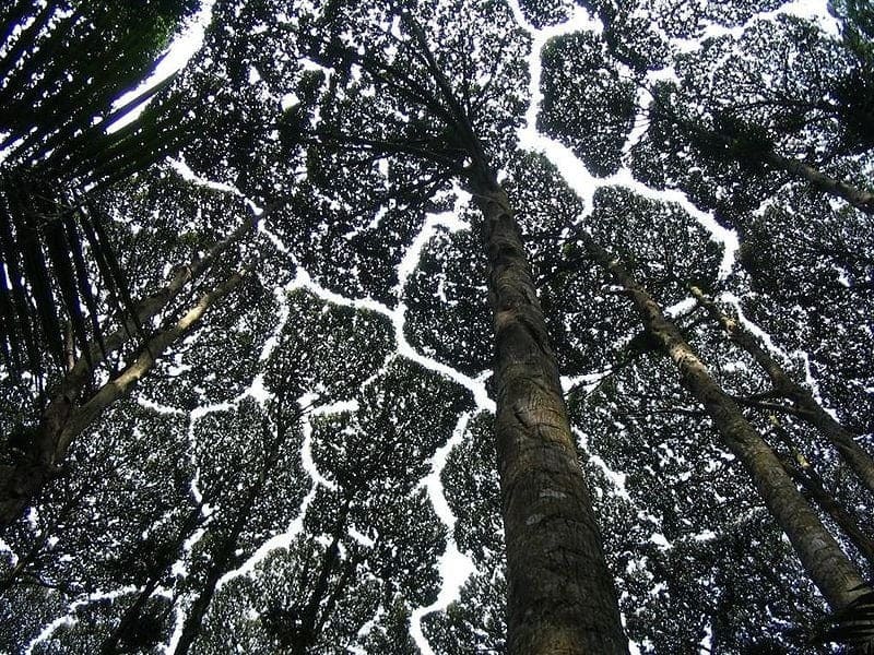 Coroa Tímida (Crown Shyness) um fenômeno incrível da natureza!