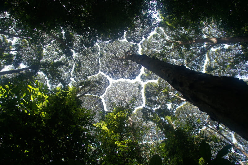 Coroa Tímida (Crown Shyness) um fenômeno incrível da natureza!