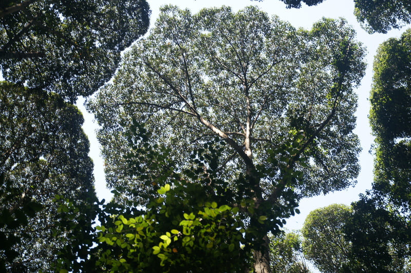 Coroa Tímida (Crown Shyness) um fenômeno incrível da natureza!