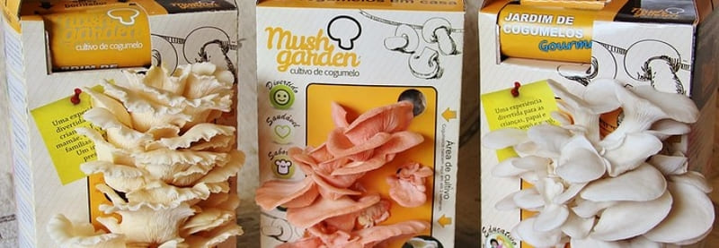 Cultive seus próprios cogumelos de maneira orgânica e em casa!