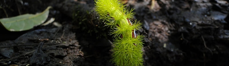 Lagartas, mandorovás, bicho cabeludo e taturanas (Lonomia)